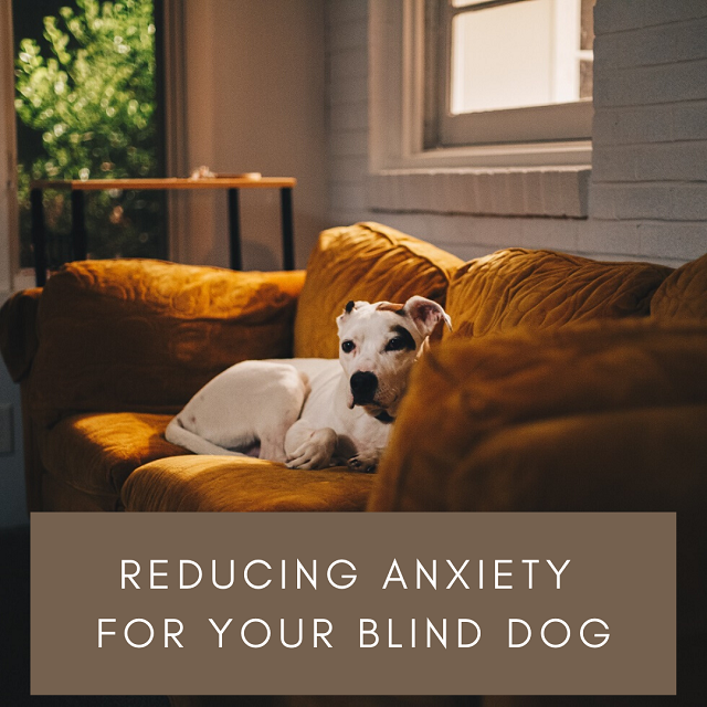 Safe Space for Blind Dogs