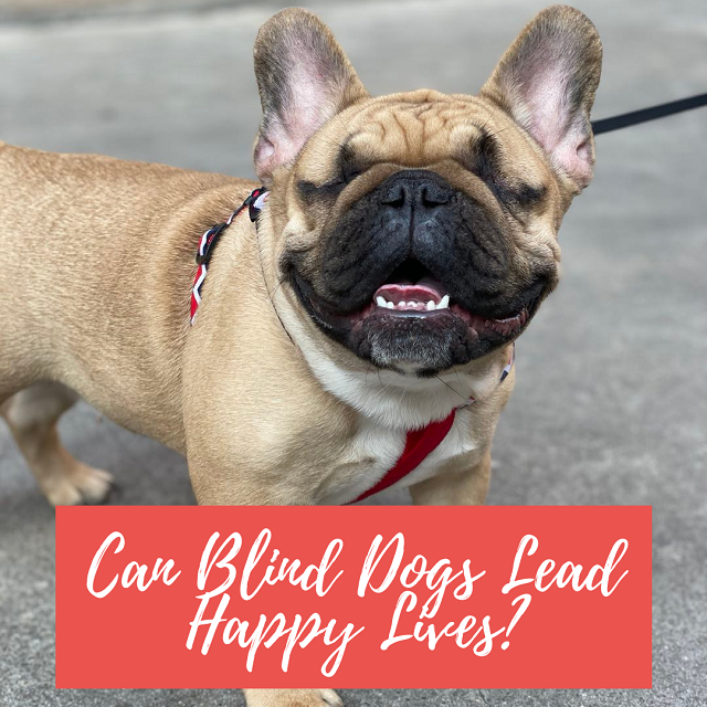 Safe Space for Blind Dogs