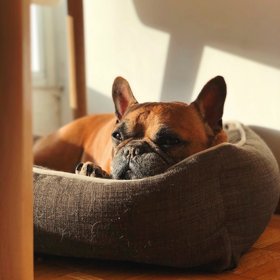 home essentials for blind dogs