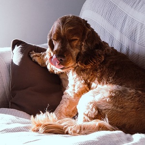 safe space for blind dogs