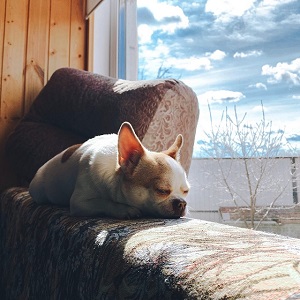 top tips for caring for your blind dog or blind cat