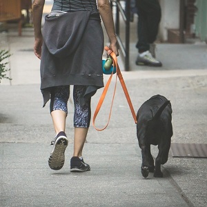 tips for walking your blind dog